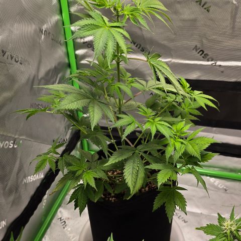 Colombian Gold growlog timeline photo