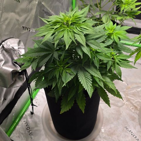 Purple Kush growlog timeline photo