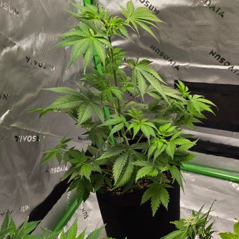 Colombian Gold growlog timeline photo