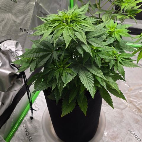 Purple Kush growlog timeline photo