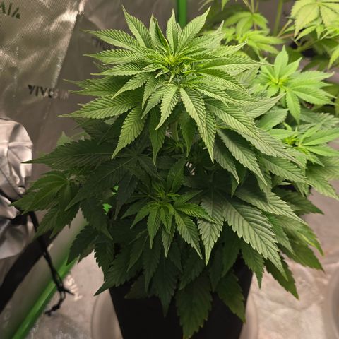 Purple Kush growlog timeline photo