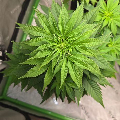 Purple Kush growlog timeline photo