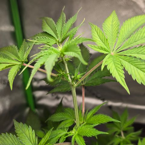 Colombian Gold growlog timeline photo