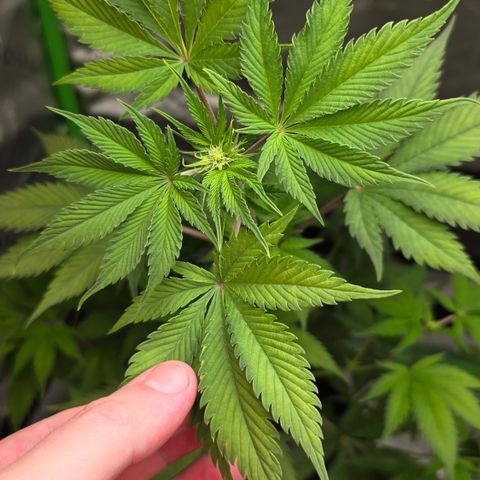 Colombian Gold growlog timeline photo