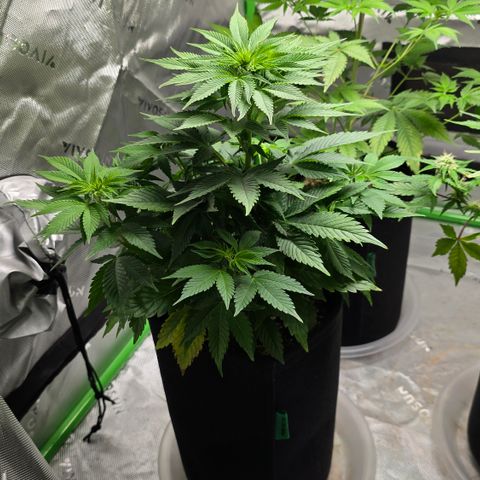 Purple Kush growlog timeline photo