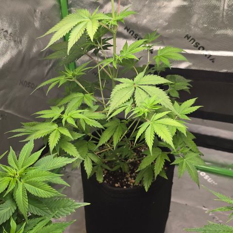 Colombian Gold growlog timeline photo