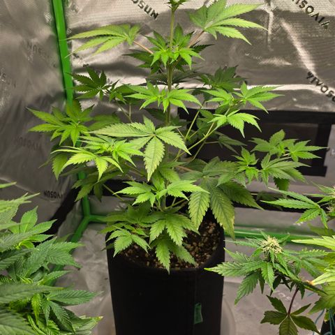 Colombian Gold growlog timeline photo