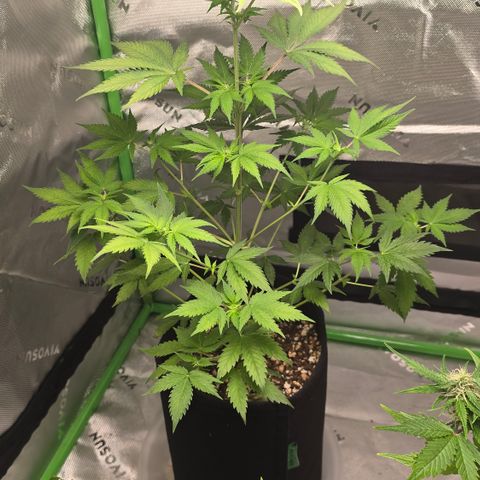Colombian Gold growlog timeline photo