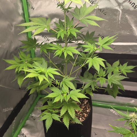 Colombian Gold growlog timeline photo