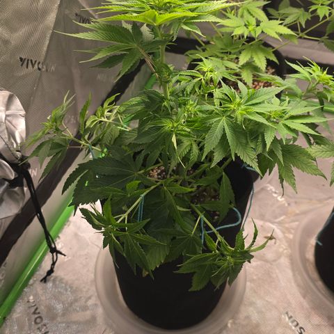 Purple Kush growlog timeline photo