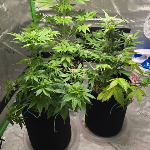 Colombian Gold growlog timeline photo