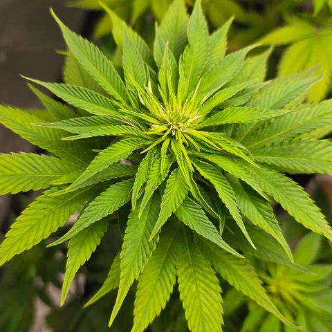 Purple Kush growlog timeline photo