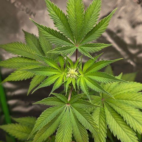 Colombian Gold growlog timeline photo