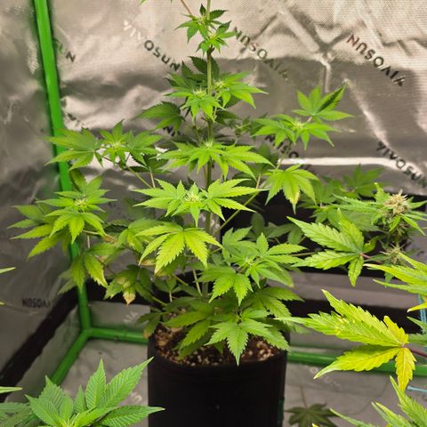 Colombian Gold growlog timeline photo