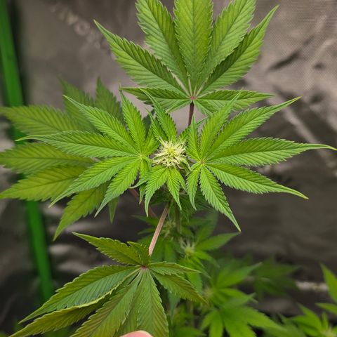 Colombian Gold growlog timeline photo