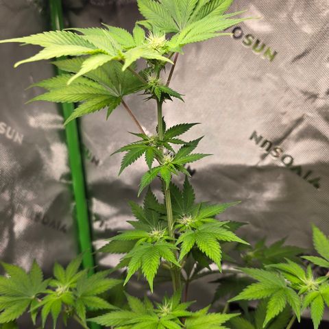 Colombian Gold growlog timeline photo