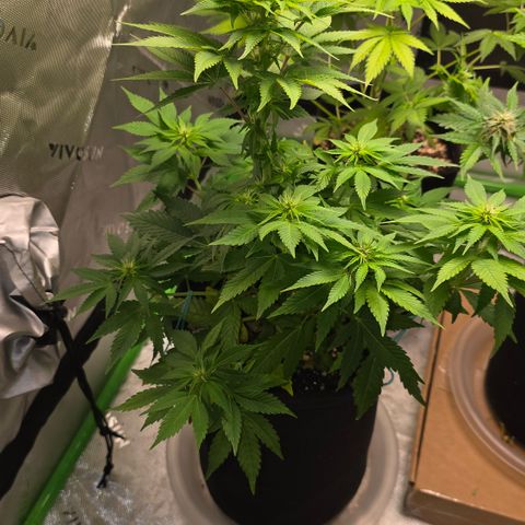 Purple Kush growlog timeline photo