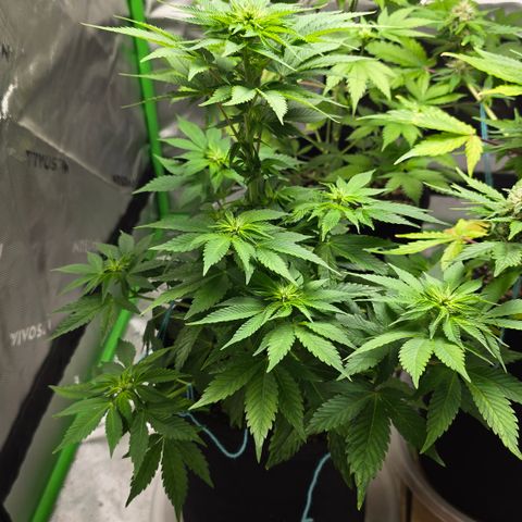 Purple Kush growlog timeline photo