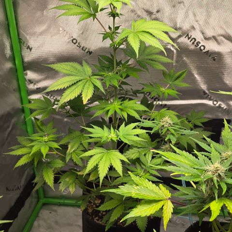 Colombian Gold growlog timeline photo