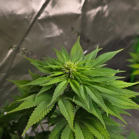Purple Kush growlog timeline photo