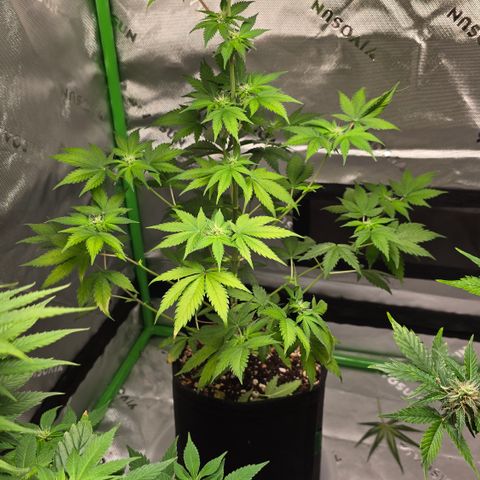 Colombian Gold growlog timeline photo