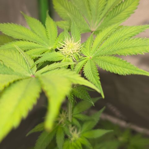 Colombian Gold growlog timeline photo