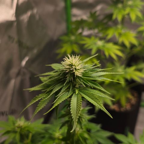 Purple Kush growlog timeline photo