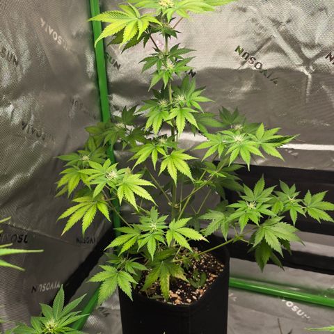 Colombian Gold growlog timeline photo