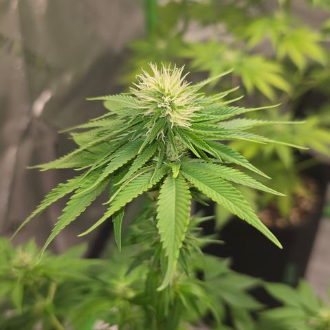 Purple Kush growlog timeline photo