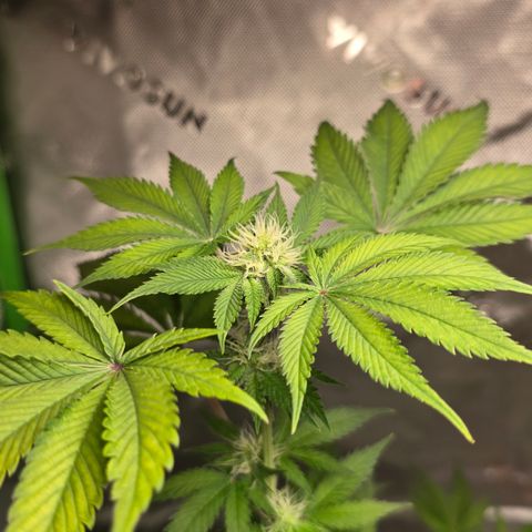 Colombian Gold growlog timeline photo