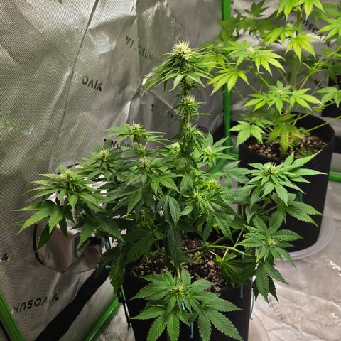 Purple Kush growlog timeline photo