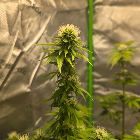 Purple Kush growlog timeline photo