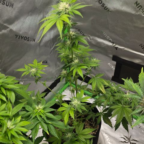 Colombian Gold growlog timeline photo