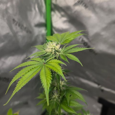 Colombian Gold growlog timeline photo