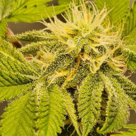 Colombian Gold growlog timeline photo