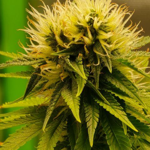 Purple Kush growlog timeline photo