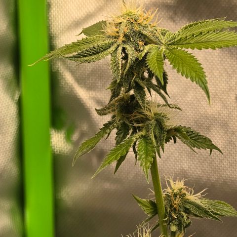 Colombian Gold growlog timeline photo