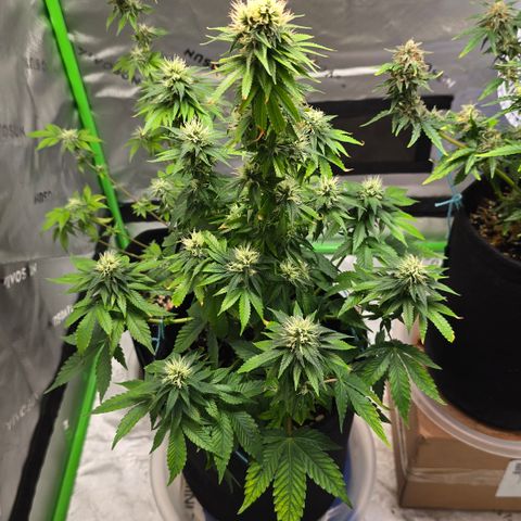 Purple Kush growlog timeline photo