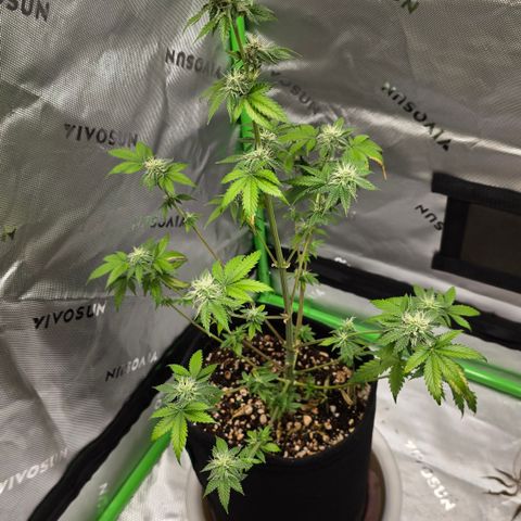 Colombian Gold growlog timeline photo