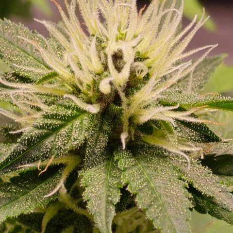 Purple Kush growlog timeline photo