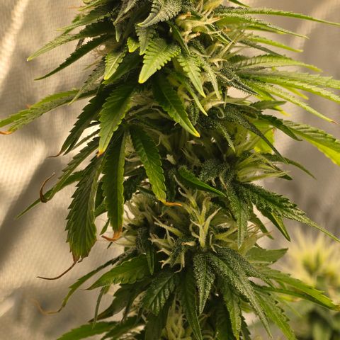 Purple Kush growlog timeline photo