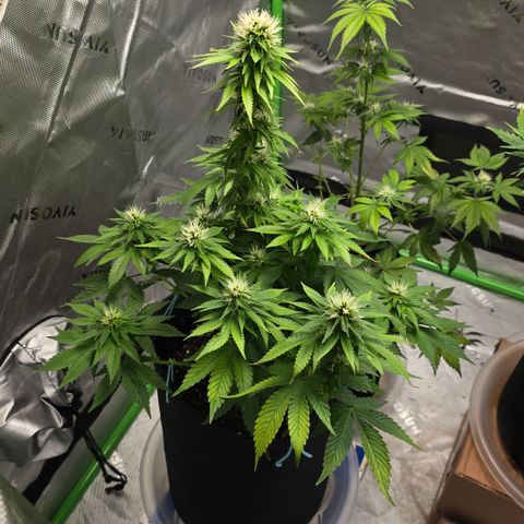 Purple Kush growlog timeline photo