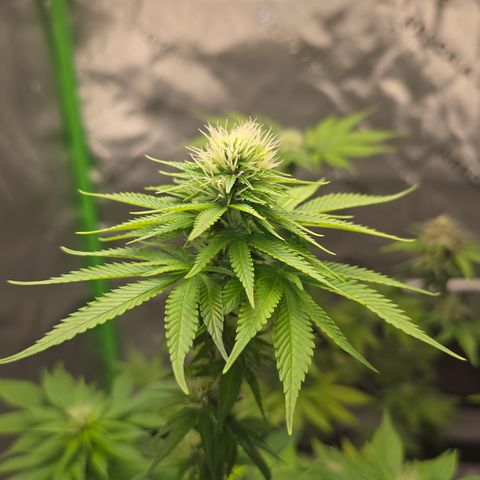 Purple Kush growlog timeline photo