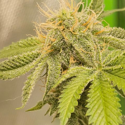 Colombian Gold growlog timeline photo