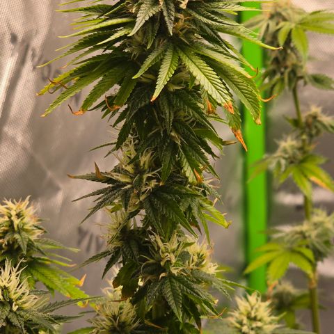 Purple Kush growlog timeline photo