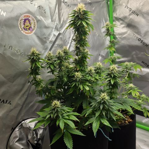 Purple Kush growlog timeline photo