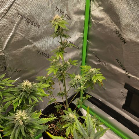 Colombian Gold growlog timeline photo