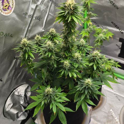 Purple Kush growlog timeline photo