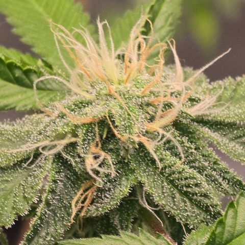 Colombian Gold growlog timeline photo