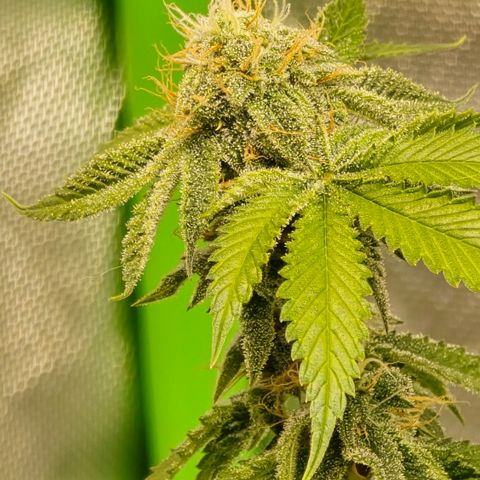 Colombian Gold growlog timeline photo